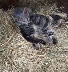 Barnyard kittens are a pleasure. Introducing Gray Boy and Miss Kitty.