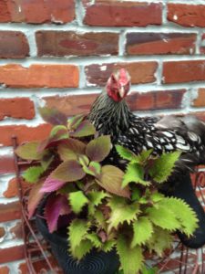 Julliette and the coleus.  She does not eat them although she was checking to be sure!