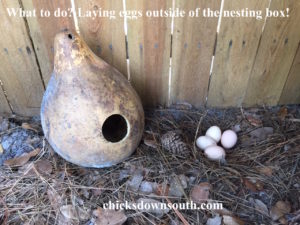 Hens often lay eggs outside of the nesting boxes.
