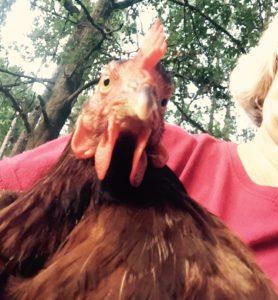 Our latest chicken selfie... Rhode liked it!