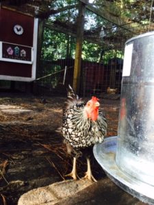 Our new watering cans are fine!  The chickens like the fresh water daily.