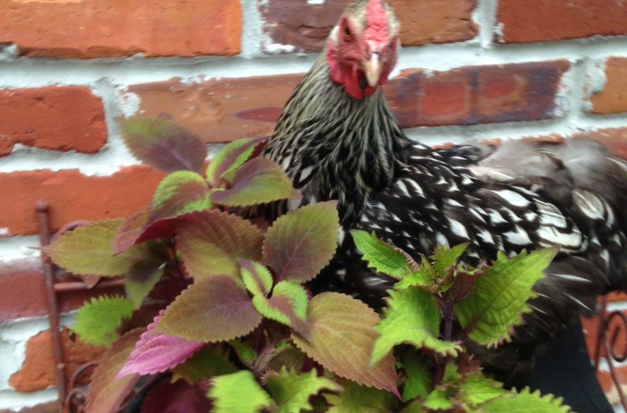 Julliette and the coleus.  She does not eat them although she was checking to be sure!