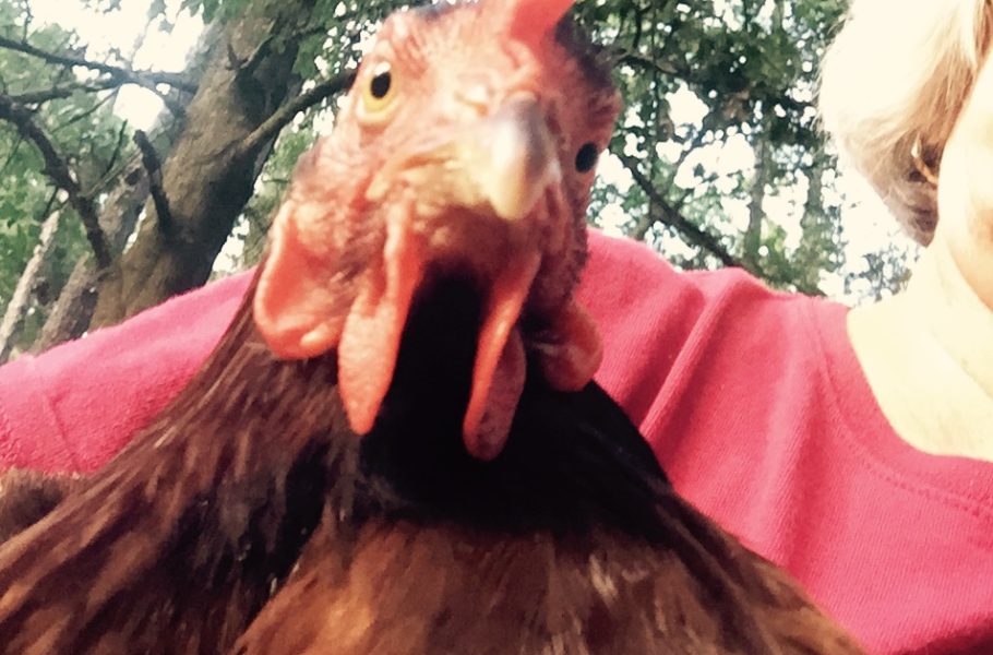 Our latest chicken selfie... Rhode liked it!